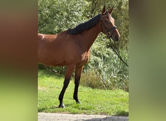 Niemiecki koń sportowy, Klacz, 4 lat, 168 cm, Gniada
