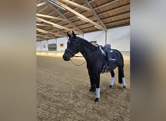 Niemiecki koń sportowy, Klacz, 4 lat, 168 cm, Kara