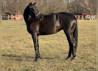 Niemiecki koń sportowy, Klacz, 4 lat, 168 cm, Kara