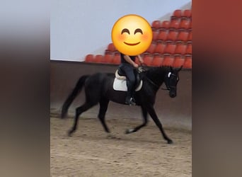 Niemiecki koń sportowy, Klacz, 4 lat, 168 cm, Kara