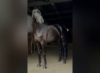 Niemiecki koń sportowy, Klacz, 4 lat, 168 cm, Kara