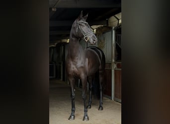 Niemiecki koń sportowy, Klacz, 4 lat, 168 cm, Kara