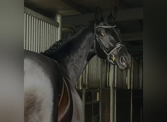 Niemiecki koń sportowy, Klacz, 4 lat, 168 cm, Kara