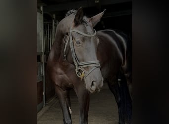 Niemiecki koń sportowy, Klacz, 4 lat, 168 cm, Kara