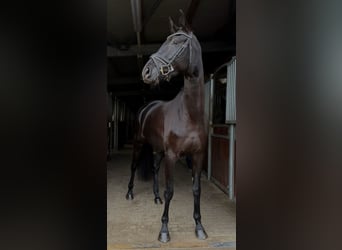 Niemiecki koń sportowy, Klacz, 4 lat, 168 cm, Kara