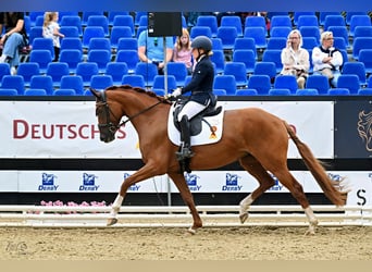 Niemiecki koń sportowy, Klacz, 4 lat, 168 cm, Kasztanowata