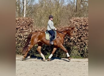 Niemiecki koń sportowy, Klacz, 4 lat, 168 cm, Kasztanowata