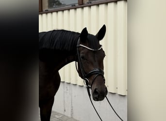 Niemiecki koń sportowy, Klacz, 4 lat, 169 cm, Ciemnogniada