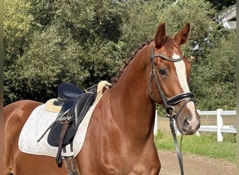 Niemiecki koń sportowy, Klacz, 4 lat, 169 cm, Ciemnokasztanowata
