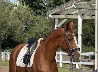 Niemiecki koń sportowy, Klacz, 4 lat, 169 cm, Ciemnokasztanowata