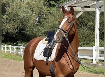 Niemiecki koń sportowy, Klacz, 4 lat, 169 cm, Ciemnokasztanowata