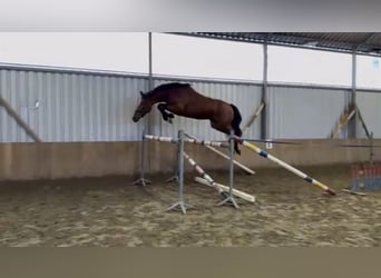 Niemiecki koń sportowy, Klacz, 4 lat, 169 cm, Gniada