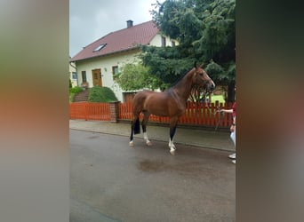 Niemiecki koń sportowy, Klacz, 4 lat, 169 cm, Gniada