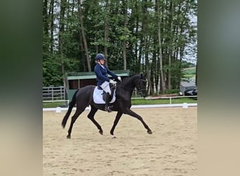 Niemiecki koń sportowy, Klacz, 4 lat, 169 cm, Kara