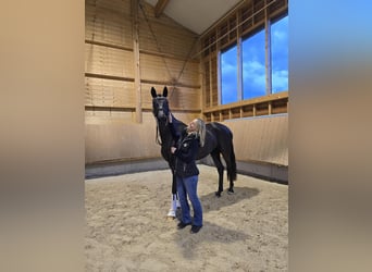 Niemiecki koń sportowy, Klacz, 4 lat, 169 cm, Kara