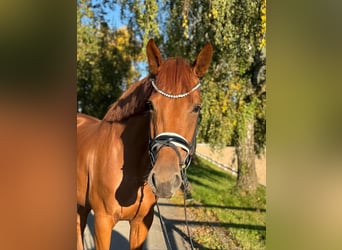 Niemiecki koń sportowy, Klacz, 4 lat, 169 cm, Kasztanowata