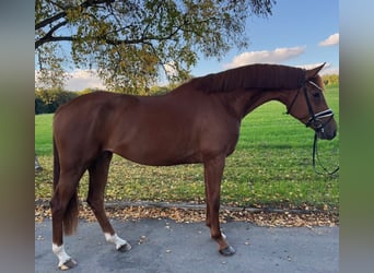 Niemiecki koń sportowy, Klacz, 4 lat, 169 cm, Kasztanowata