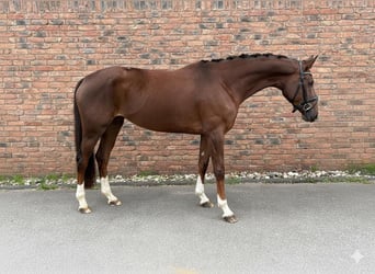 Niemiecki koń sportowy, Klacz, 4 lat, 170 cm, Ciemnokasztanowata