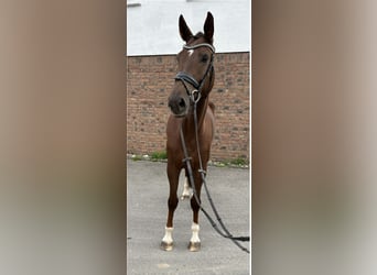 Niemiecki koń sportowy, Klacz, 4 lat, 170 cm, Ciemnokasztanowata