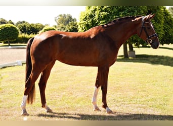 Niemiecki koń sportowy, Klacz, 4 lat, 170 cm, Ciemnokasztanowata