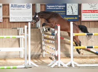 Niemiecki koń sportowy, Klacz, 4 lat, 170 cm, Gniada