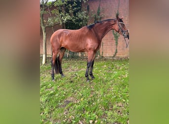 Niemiecki koń sportowy, Klacz, 4 lat, 170 cm, Gniada