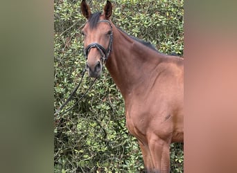 Niemiecki koń sportowy, Klacz, 4 lat, 170 cm, Gniada