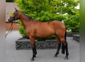 Niemiecki koń sportowy, Klacz, 4 lat, 170 cm, Gniada