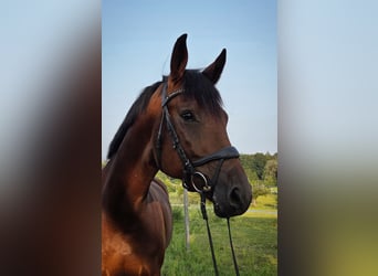 Niemiecki koń sportowy, Klacz, 4 lat, 170 cm, Gniada