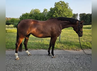 Niemiecki koń sportowy, Klacz, 4 lat, 170 cm, Gniada