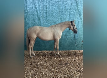 Niemiecki koń sportowy, Klacz, 4 lat, 170 cm, Izabelowata