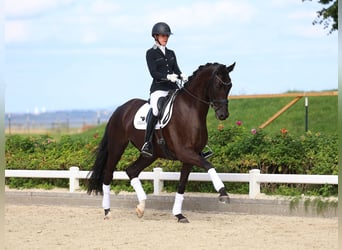 Niemiecki koń sportowy, Klacz, 4 lat, 170 cm, Kara