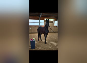 Niemiecki koń sportowy, Klacz, 4 lat, 170 cm, Kara