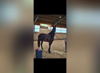 Niemiecki koń sportowy, Klacz, 4 lat, 170 cm, Kara