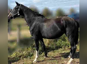 Niemiecki koń sportowy, Klacz, 4 lat, 170 cm, Kara