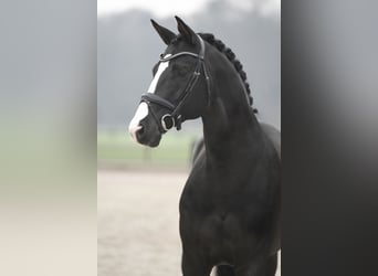 Niemiecki koń sportowy, Klacz, 4 lat, 170 cm, Kara