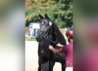 Niemiecki koń sportowy, Klacz, 4 lat, 170 cm, Kara