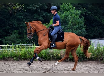 Niemiecki koń sportowy, Klacz, 4 lat, 170 cm, Kasztanowata