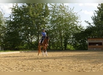 Niemiecki koń sportowy, Klacz, 4 lat, 170 cm, Kasztanowata