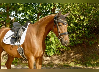 Niemiecki koń sportowy, Klacz, 4 lat, 170 cm, Kasztanowata