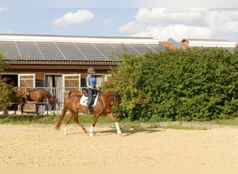 Niemiecki koń sportowy, Klacz, 4 lat, 170 cm, Kasztanowata
