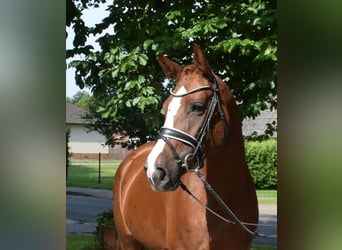 Niemiecki koń sportowy, Klacz, 4 lat, 170 cm, Kasztanowata