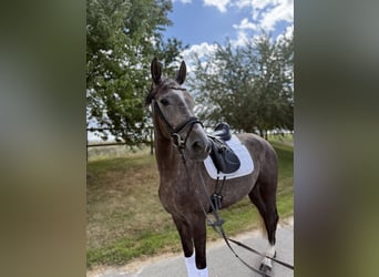 Niemiecki koń sportowy, Klacz, 4 lat, 170 cm, Siwa jabłkowita
