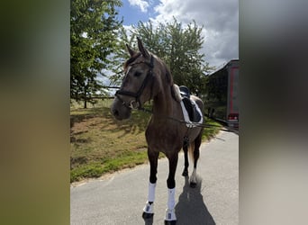 Niemiecki koń sportowy, Klacz, 4 lat, 170 cm, Siwa jabłkowita