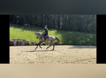 Niemiecki koń sportowy, Klacz, 4 lat, 170 cm, Siwa