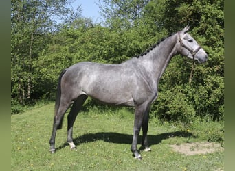 Niemiecki koń sportowy, Klacz, 4 lat, 170 cm, Siwa
