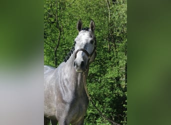 Niemiecki koń sportowy, Klacz, 4 lat, 170 cm, Siwa