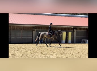 Niemiecki koń sportowy, Klacz, 4 lat, 170 cm, Siwa