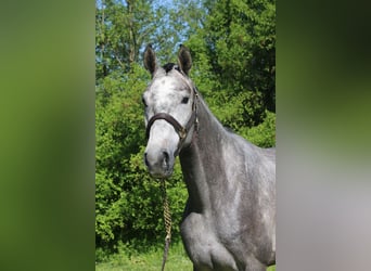 Niemiecki koń sportowy, Klacz, 4 lat, 170 cm, Siwa