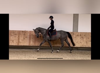 Niemiecki koń sportowy, Klacz, 4 lat, 170 cm, Siwa